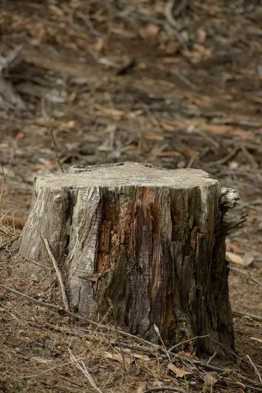 Stump ground below grade