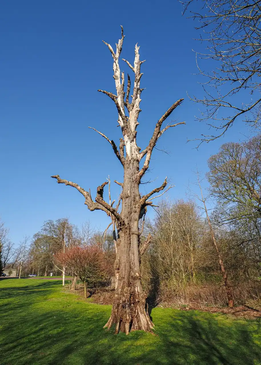 Tree Assessment