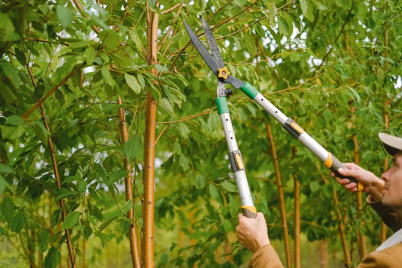 Canopy thinned before storm season
