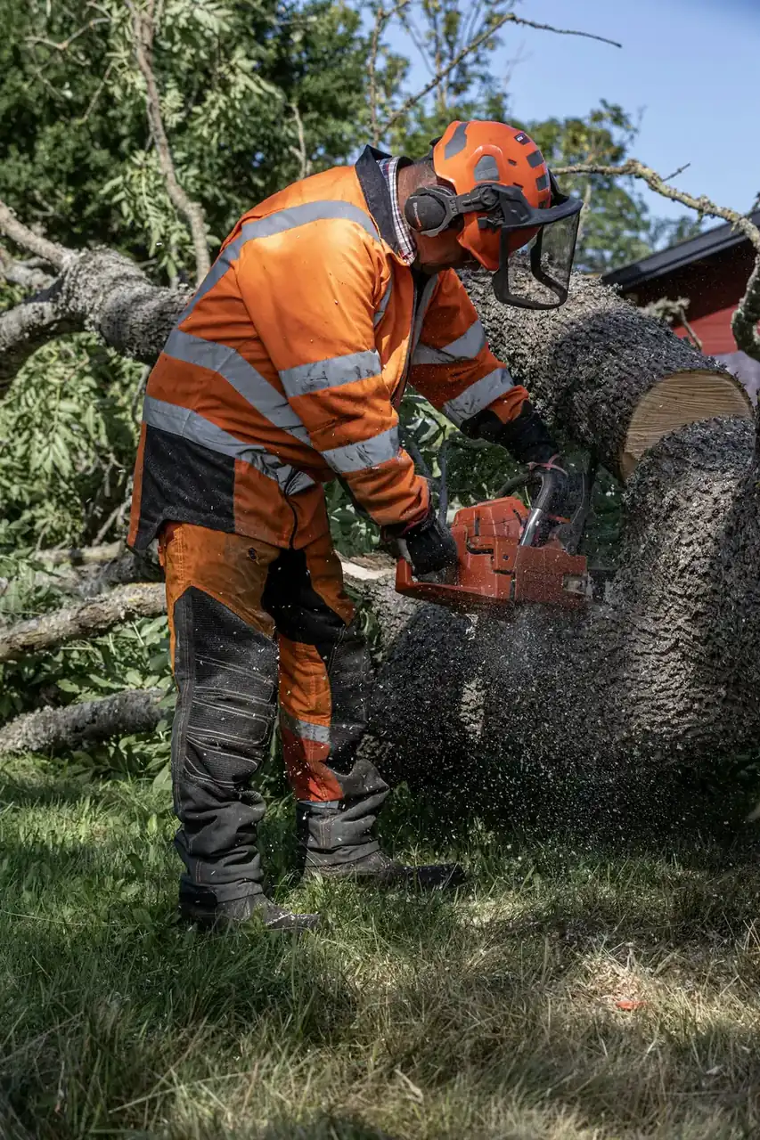 Tree Removal